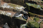 Razorbills