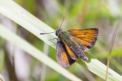 Lulworth Skipper