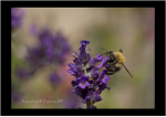Honey Bee...