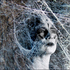 .Caught in the web.