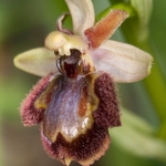 Hybrid early spider and mirror orchids (Ophrys sphegodes x O. speculum = O. x macchiatii)