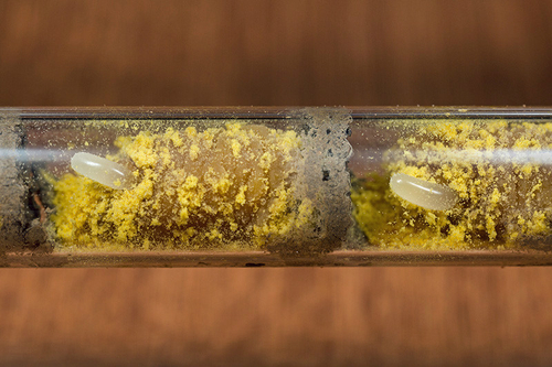 [i]Osmia bicornis[/i] brood cell in glass "observation" tube. Warwickshire, May 2014. Eggs deposited on collected pol…