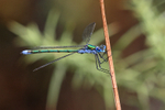 Emerald Damselfly (male), Arne RSPB Nature Reserve