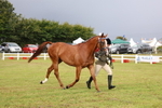 Class 1: Rising Star Small Hack/Riding Horses portfolio
