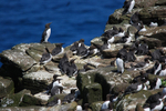 Common Guillemots