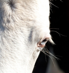 AnimalsCreatures _0018