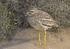 Stone Curlew