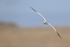 Red-billed Tropicbird head-on in flight, Espanola, Galapagos
