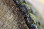 Tree - 8801