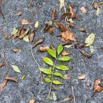 Windfall