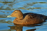 Eider