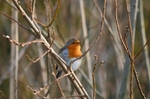 Robin
