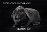 equiscot1979