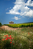 Vineyard  Barn 01