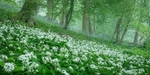 Wild Garlic and Bluebells: 294E