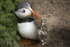 Puffin 3