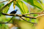 Shining Honeycreeper portfolio