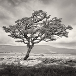 Large Hawthorne Tree (square format)