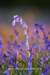 bluebells.   Ref 4937