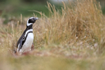 Magellanic Penguin standing in grass, Carcass Island, Falklands