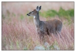 Wildlife Portfolio - 03