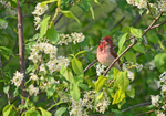 Common Rosefinch