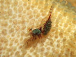 Eualus pusiolus