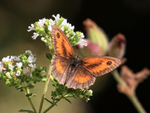 Gatekeeper (male) feeding on Oregano, Oxfordshire, UK