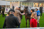 151125-Race 7-Divine Diva-4818