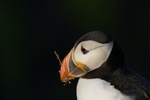 Atlantic Puffin