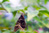 Yellow-Edged Giant Owl butterfly - 0118