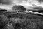 Tree and Mini-Tree