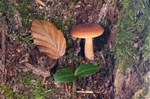 MilkCap