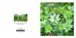 021 Eryngium
