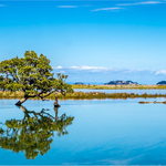 2nd PDI-Reflection On Coramandel-Roseanne Dungey