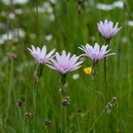 Mountain lettuce (Lactuca perennis) 