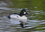 Goldeneye