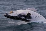 0A3A2607. Humpback Breach 6