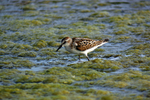 Little Stint