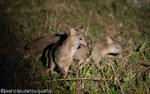 Jackals
