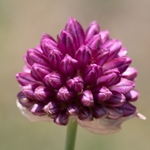 Round-head leek (Allium sphaerocephalon)