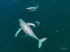 A Pair of Humpbacks Relaxing 5. DJI_0292