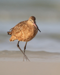 Marbled Godwit walks along beach, Fort De Soto Park, Florida