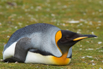 King Penguin at Rest