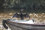 Cormorant 18