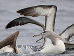 Salvin's Albatrosses squabbling over food, Pacific Ocean, Chile