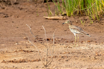 Senegal Thick Knee