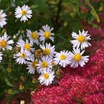 Autumn flowers
