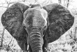 On Safari portfolio
