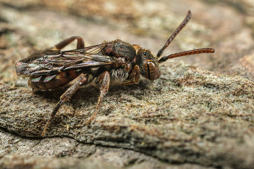Nomada guttulata